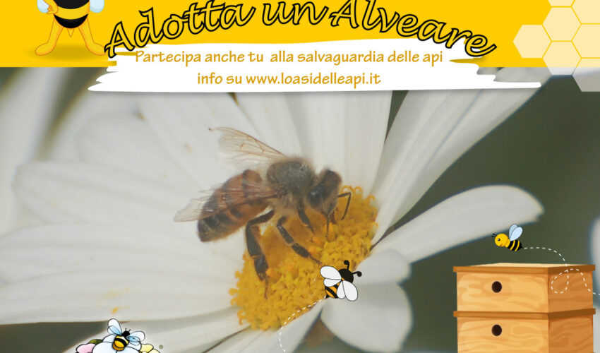 giornata-mondiale-delle-api-adotta-un-alveare-oasi-delle-api-miele-italiano-pappa-reale-latina-sermoneta